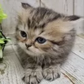 ミヌエット(長足)【千葉県・男の子・2025年10月30日・チンチラゴールデン】の写真6