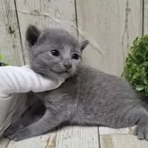 ロシアンブルー【千葉県・男の子・2025年11月23日・ブルー】の写真7