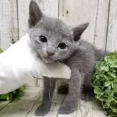 ロシアンブルー【千葉県・男の子・2025年7月10日・ブルー】の写真8