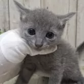 ロシアンブルー【千葉県・男の子・2025年8月14日・ブルー】の写真9