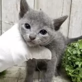 ロシアンブルー【千葉県・男の子・2025年7月10日・ブルー】の写真9