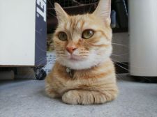 マンチカン【・女の子・2016年5月30日・レッドタビー】