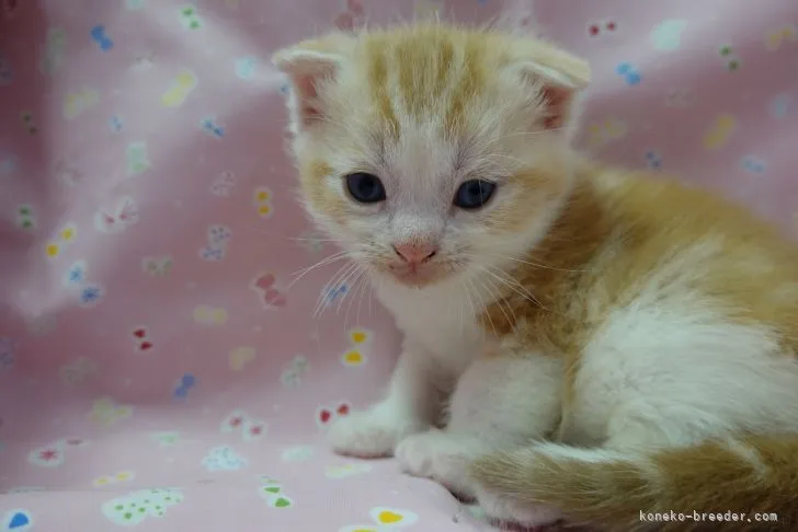 ID:2106-00388の子猫