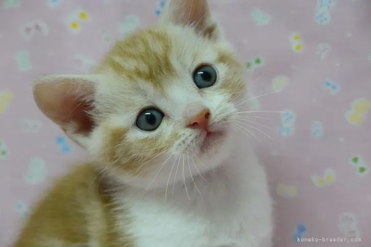 ID：2109-00865の子猫