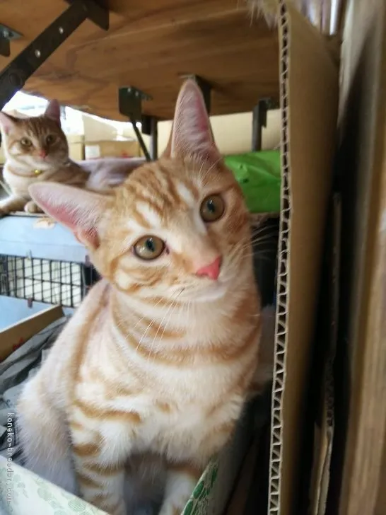 ぼん 様のお迎えした子猫