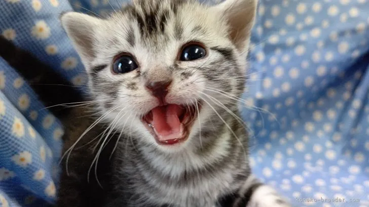 ゆかりん 様のお迎えした子猫