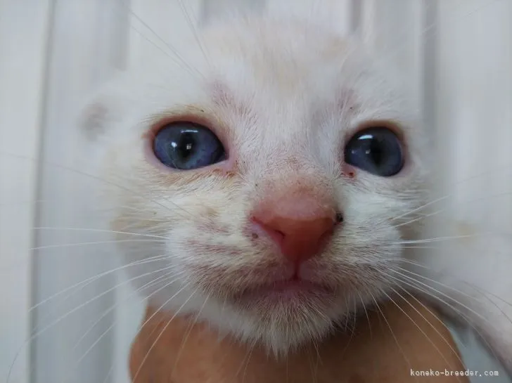 ID：1807-00923の子猫