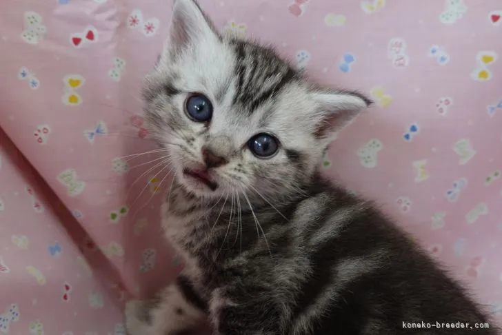 ID：2205-01191の子猫