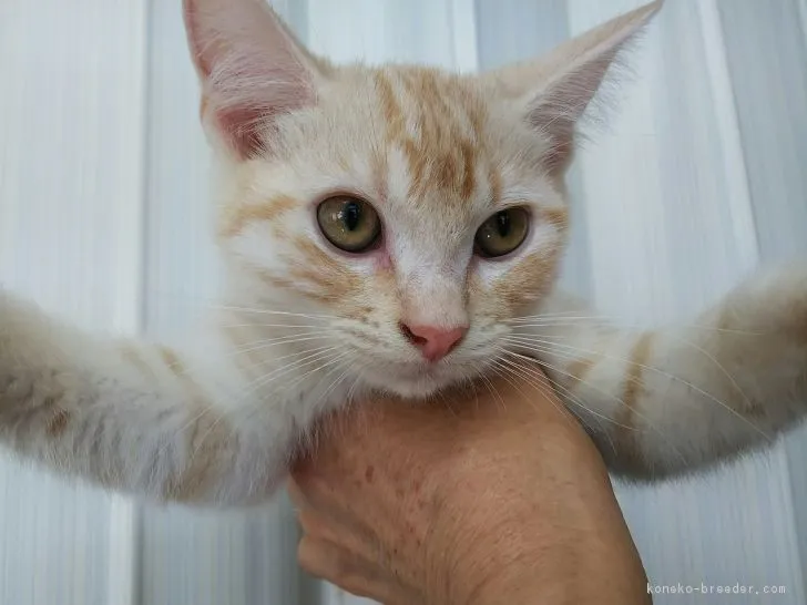 ネコは四代目 様のお迎えした子猫