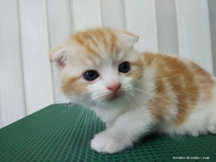 りょうさん 様のお迎えした子猫