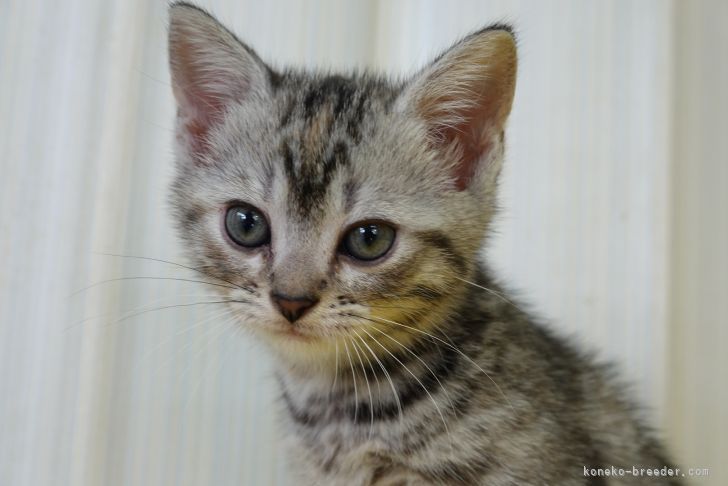 H.Y 様のお迎えした子猫