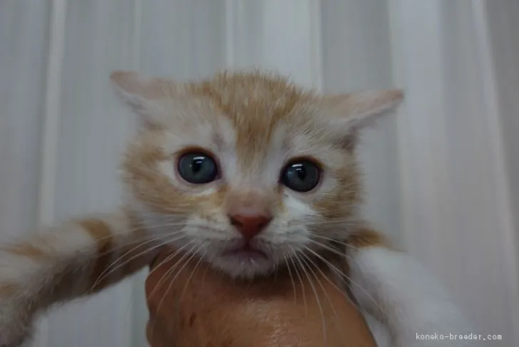 ID：1904-01612の子猫