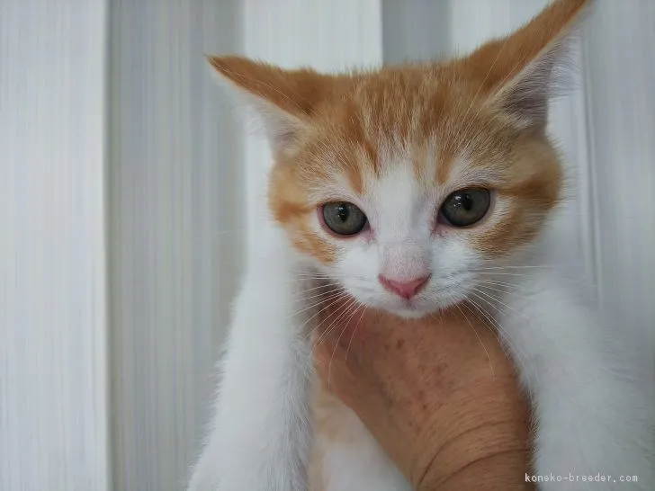 ID:1811-01002の子猫