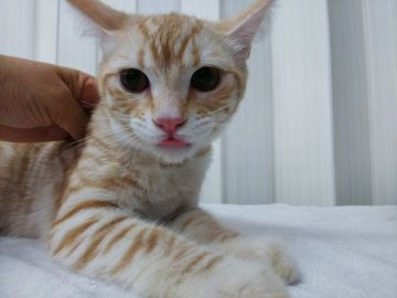 マンチカン(長足)【茨城県・男の子・2017年12月23日・クリームタビー（短毛）】の写真「モフカワマンチカン男の子」