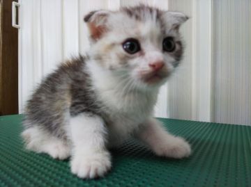 スコティッシュフォールド(折れ耳)【茨城県・女の子・2018年6月5日・キャリコ（短毛）】の写真「お利口な女の子」