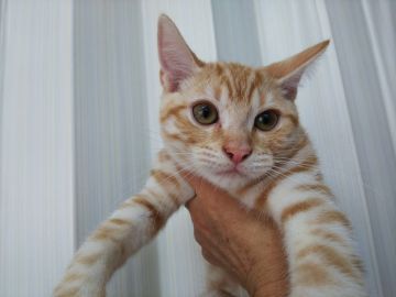 マンチカン(長足)【茨城県・男の子・2018年5月22日・クリームタビー（短毛）】の写真「かわいいお顔の男の子」