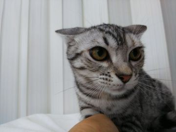 マンチカン(長足)【茨城県・女の子・2017年12月23日・シルバータビー（短毛）】の写真「お目目くりくりかわいい女の子。」