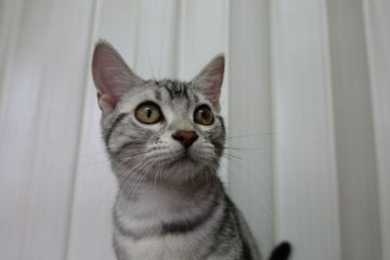 アメリカンショートヘア【茨城県・男の子・2021年5月3日・シルバータビー（短毛）】の写真「とてもいい子！」