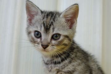 マンチカン(長足)【茨城県・女の子・2021年4月20日・シルバースポッテッドタビー（短毛）】の写真「超美人さん」