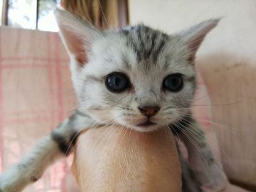 アメリカンショートヘア【茨城県・女の子・2018年10月12日・シルバータビー（短毛）】の写真「かわいいお顔」