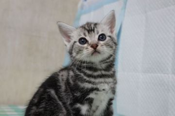 アメリカンショートヘア【茨城県・男の子・2020年4月28日・シルバータビー（短毛）】の写真「美形の男の子」