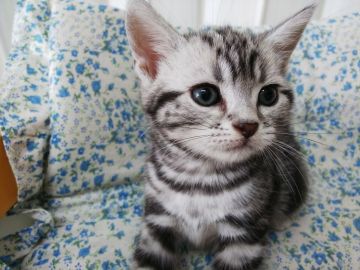 アメリカンショートヘア【茨城県・女の子・2018年4月30日・シルバータビー】の写真「美人さんのお顔です」