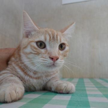 マンチカン【茨城県・男の子・2022年4月7日・レッドマッカレルタビー（短毛）】の写真「優しいお顔の男の子」