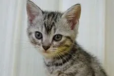 マンチカン(長足)【茨城県・女の子・2021年4月20日・シルバースポッテッドタビー】の写真1「2021.6.14撮影」