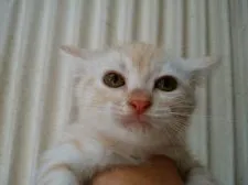 マンチカン【茨城県・男の子・2017年8月19日・クリームタビー】の写真2