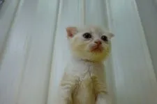 スコティッシュフォールド(折れ耳)【茨城県・男の子・2021年5月2日・マッカレルタビー&ホワイト】の写真2「2021.6.14撮影」