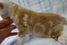 スコティッシュフォールド(立ち耳)【茨城県・男の子・2019年3月22日・クリームタビー&ホワイト】の写真3「4/18撮影」