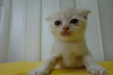 スコティッシュフォールド(折れ耳)【茨城県・男の子・2021年5月2日・マッカレルタビー&ホワイト】の写真3「2021.6.14撮影」