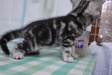 アメリカンショートヘア【茨城県・男の子・2020年4月28日・ブルータビー】の写真4「2020.6.11撮影」