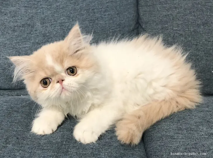 ID：2003-00546の子猫