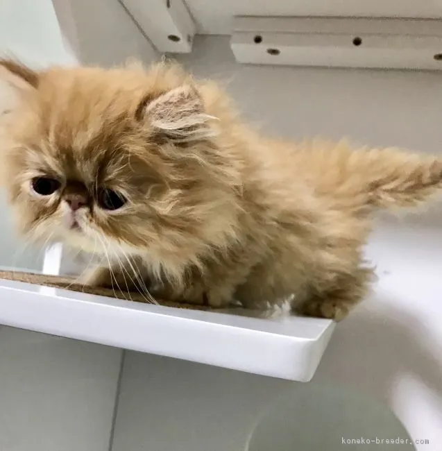 ひより 様のお迎えした子猫