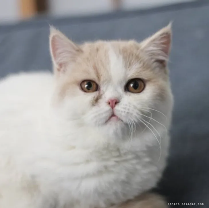 ID：2304-01750の子猫
