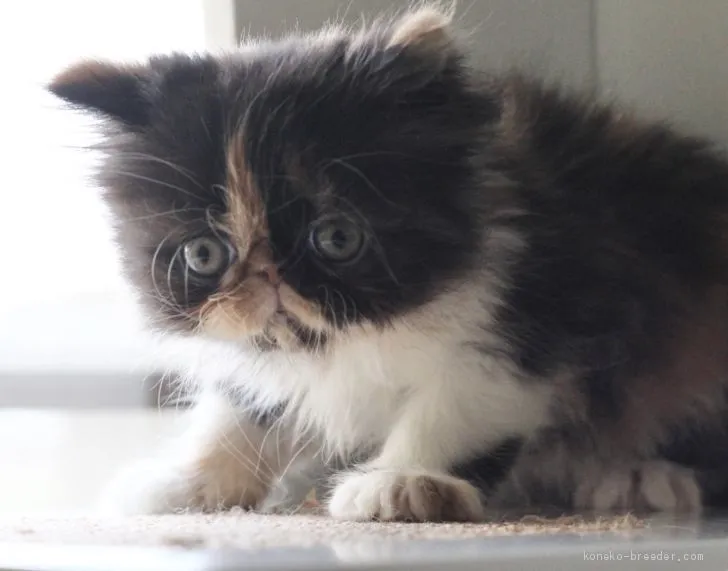 ID：2003-00890の子猫