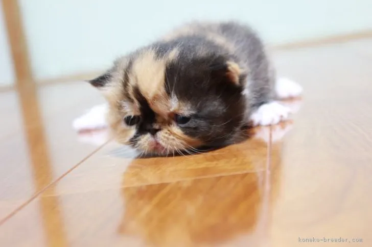 ID:1801-00673の子猫