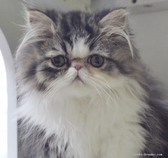 ID：1911-00022の子猫