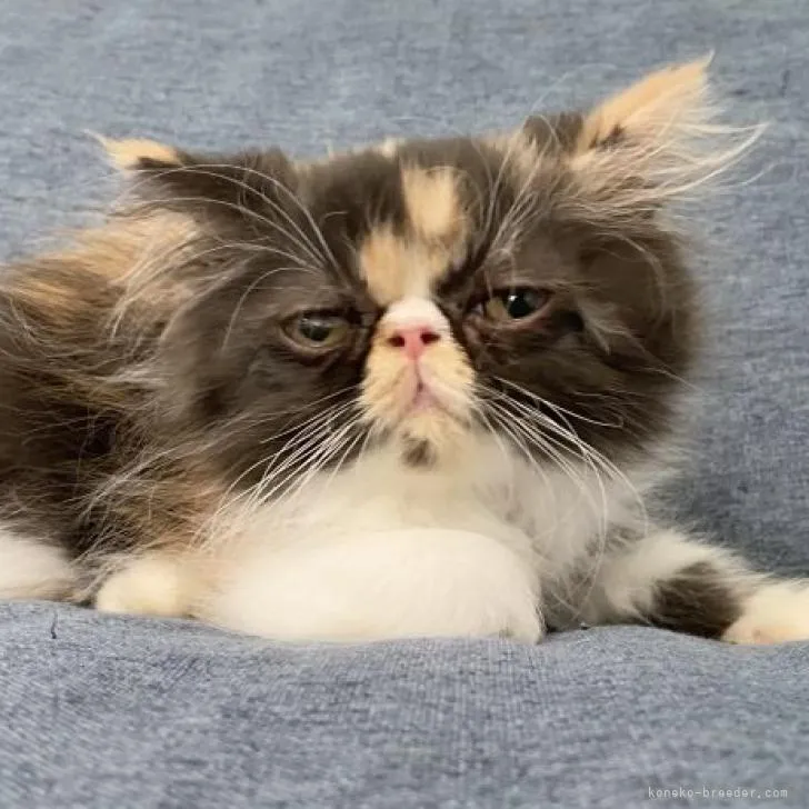 ID：2205-02808の子猫