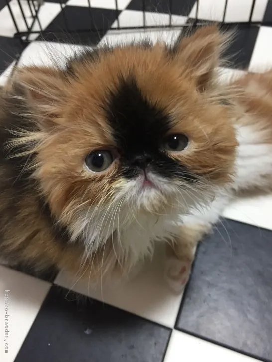 ID:1701-00190の子猫