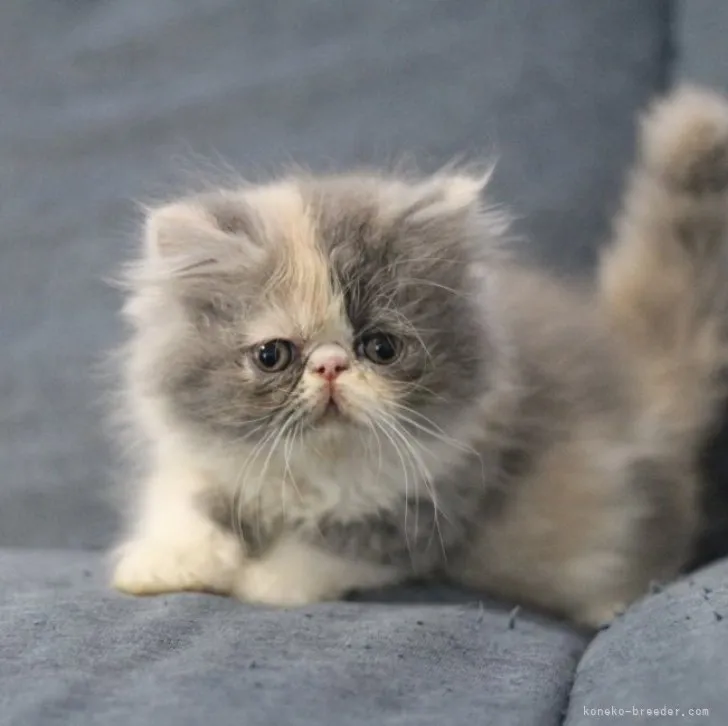 ID：2305-02365の子猫