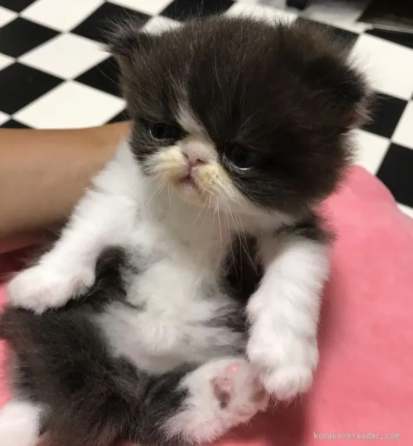 ID：1708-00695の子猫