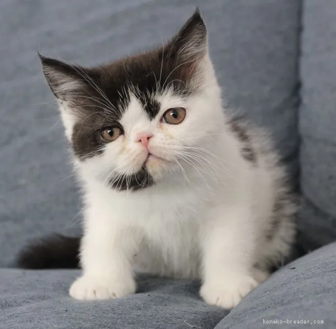 ID：2012-00262の子猫