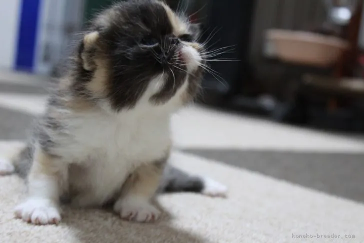 ID：1710-00912の子猫