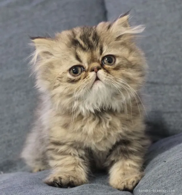 ID:2012-01859の子猫