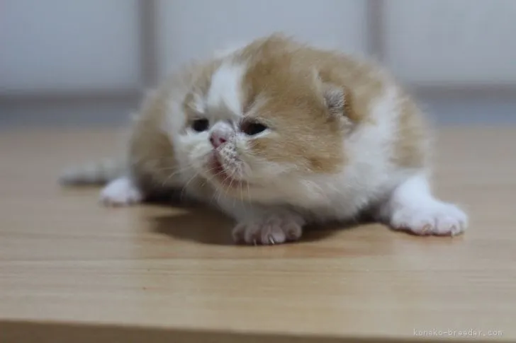 ID:1807-01345の子猫
