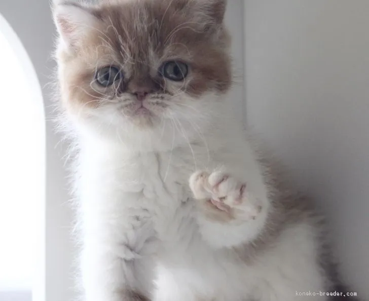 ID:2003-00888の子猫