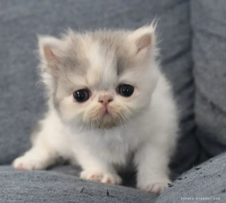 ID：2203-01535の子猫