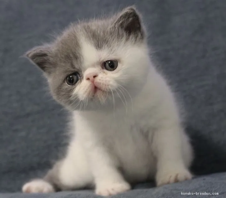 ID：2012-00263の子猫